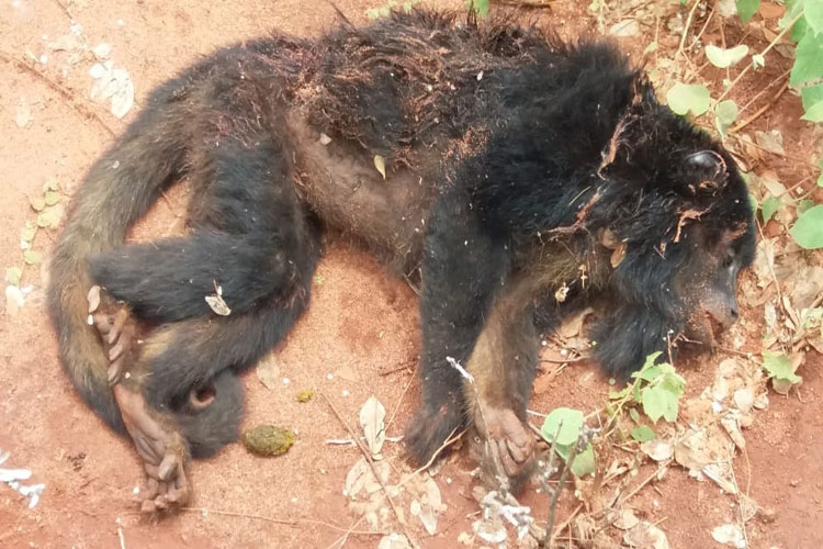 Morre agricultor mordido por macaco no Piauí e com suspeita de raiva 