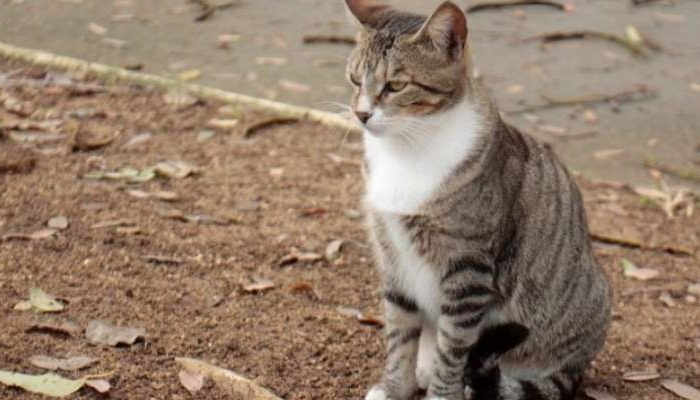 Gato (Foto: Reprodução)