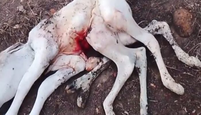 Foto: Leitor do Portal Vilson Nunes