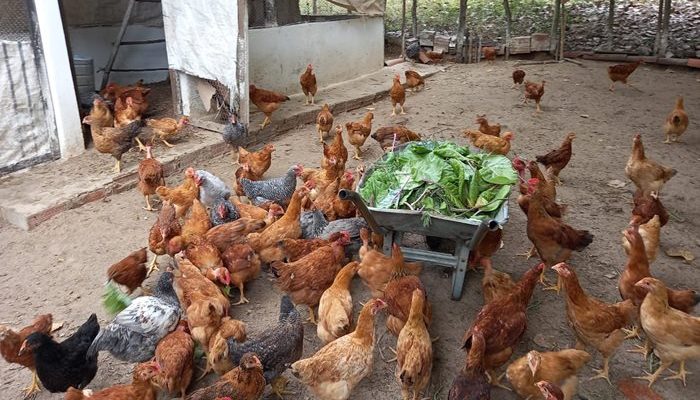 Galinhas Galinhas (Foto: Reprodução)