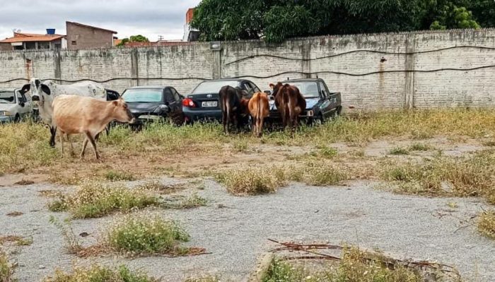 (Foto: Divulação)