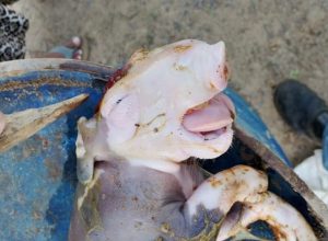 Foto: Reprodução Folha do Vale