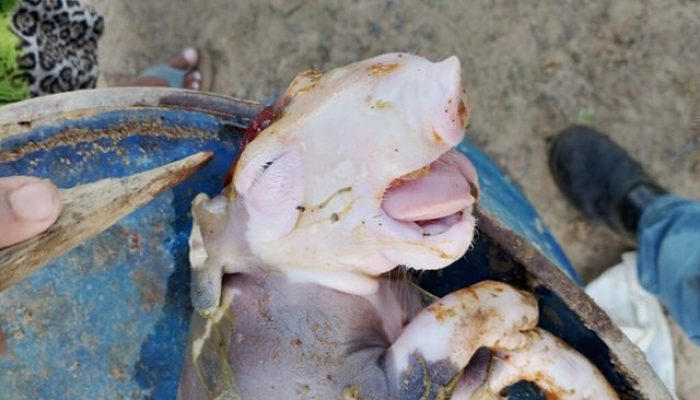 Foto: Reprodução Folha do Vale