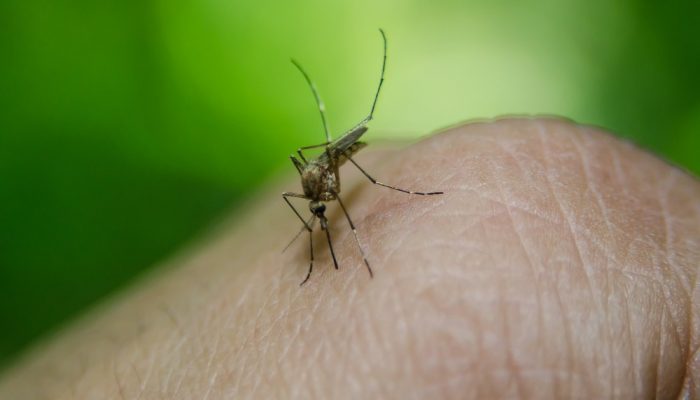 Dengue (Fornecimento do inseticida para combate do mosquito está suspenso — Foto: Pixabay/Divulgação)