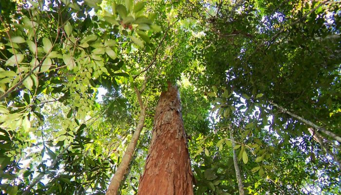 São poucos os exemplares do pau-brasil ainda existentes no país — Foto: Arquivo TG