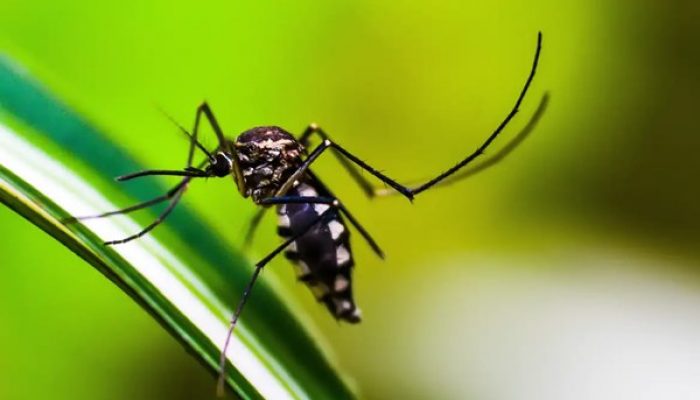 Mosquito Aedes (Foto: Reprodução)