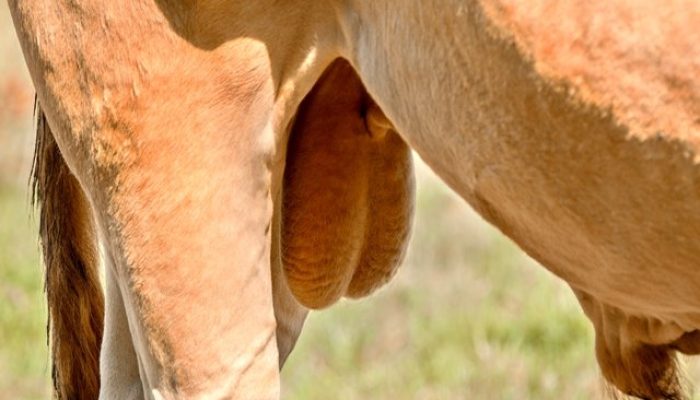 Foto: Meramente ilustrativa